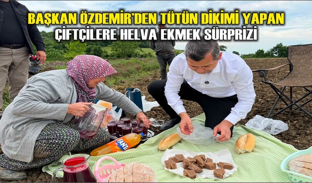 Alaçam’da Tütün Tarlalarında Helva Ekmek Geleneği