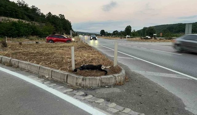 Kavak'da köpeğe çarpan motosikletteki sürücü ve yolcu yaralandı