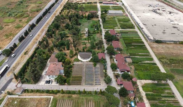 'Yeşil Vatan'a Samsun'dan yılda 3 milyon fidan