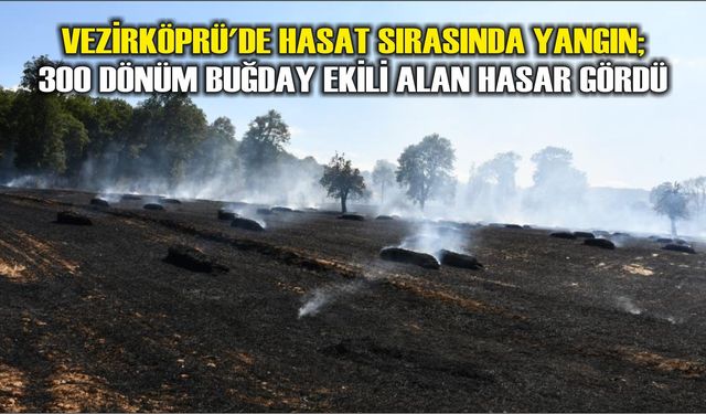 Vezirköprü'de hasat sırasında yangın; 300 dönüm buğday ekili alan hasar gördü