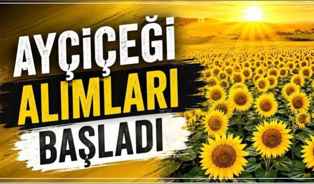 Ayçiçeği alımları başladı