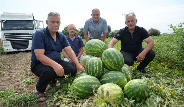 Bafra Ovası'nda baldan tatlı hasat: Kavun-karpuz bereketi