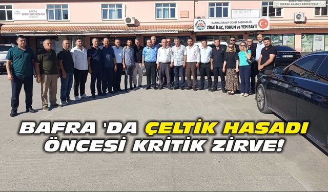 BAFRA 'DA ÇELTİK HASADI ÖNCESİ KRİTİK ZİRVE!