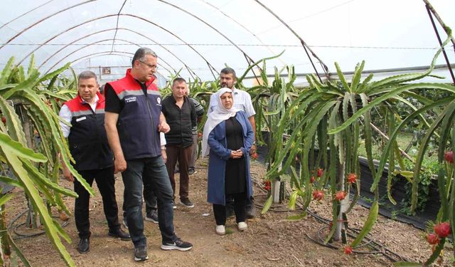 Samsun'da fındığa alternatif ürün: Ejder meyvesi