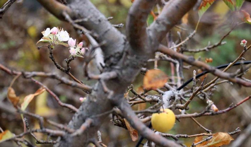 Gümüşhane’de elma ağacının Kasım sürprizi