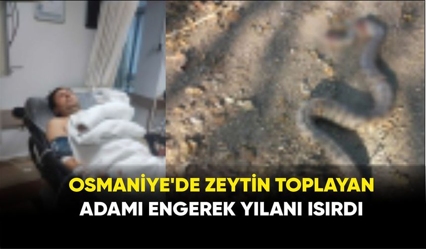 Osmaniye'de Zeytin Toplayan Adamı Engerek Yılanı Isırdı