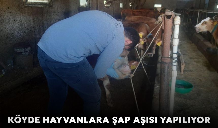 Köyde hayvanlara şap aşısı yapılıyor