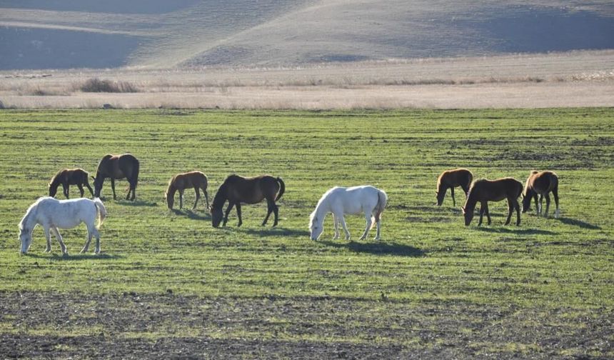 Kars’ta Yılkı Atlarının Doğal Ortamda Görüntülendi