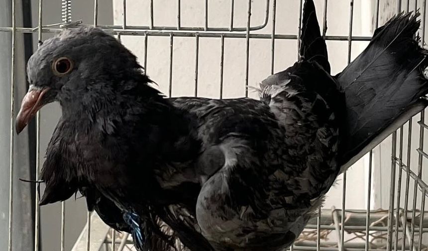 KURSAĞI YIRTILAN GÜVERCİN HAYATA DÖNDÜ!
