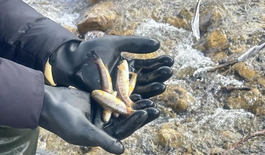 Sinop’ta Biyoçeşitliliği Artırmak İçin Balıklandırma Çalışmaları Devam Ediyor