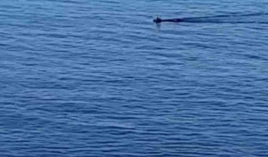 Cide’de Denize Düşen Karaca Kurtarıldı