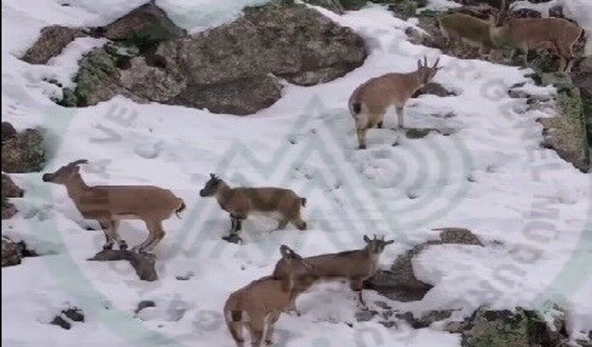 Munzur Dağları'nda Dağ Keçileri Havadan Görüntülendi!