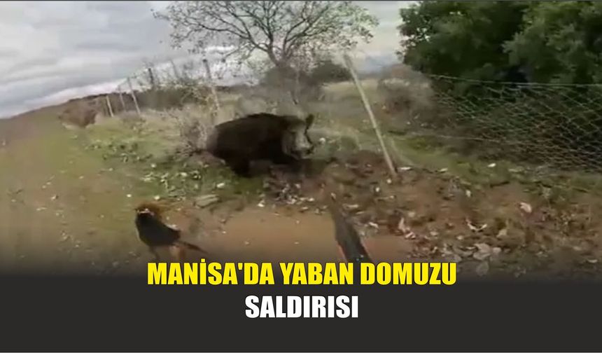 Manisa'da Yaban Domuzu Saldırısı