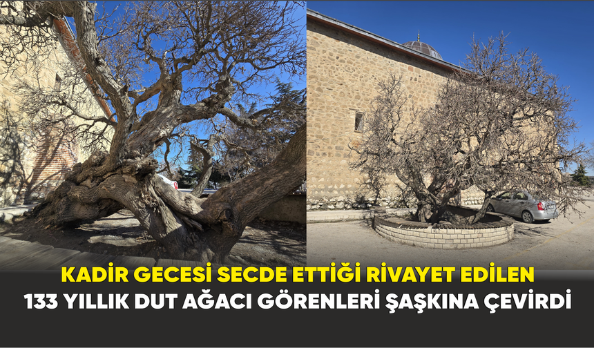 Kadir Gecesi Secde ettiği rivayet edilen 133 Yıllık Dut Ağacı Görenleri Şaşkına Çevirdi