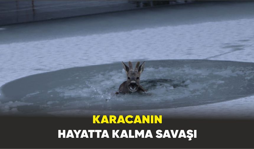 Karacanın hayatta kalma savaşı