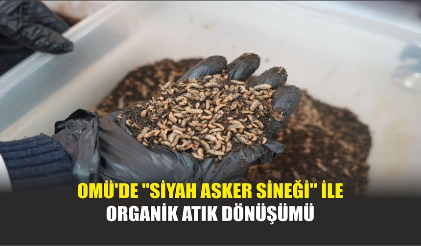 OMÜ'de "Siyah Asker Sineği" ile Organik Atık Dönüşümü