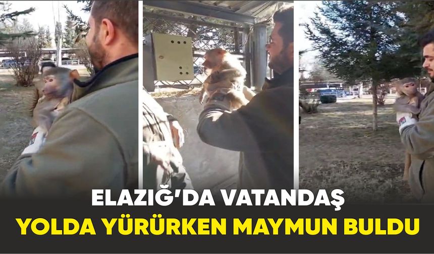 Elazığ’da vatandaş yolda yürürken maymun buldu