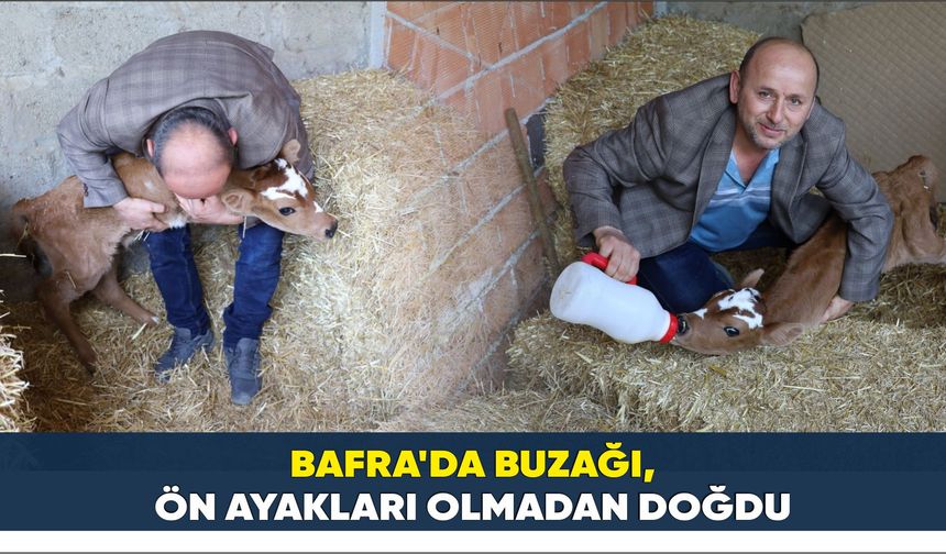 Bafra'da Buzağı, ön ayakları olmadan doğdu