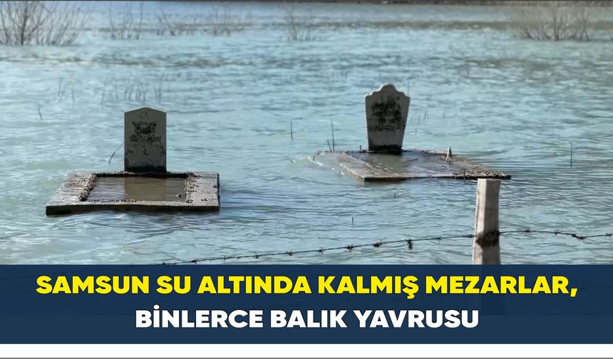 Samsun su altında kalmış mezarlar, binlerce balık yavrusu