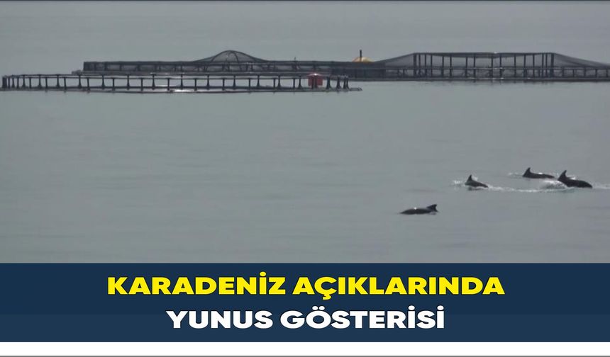 Karadeniz açıklarında yunus gösterisi