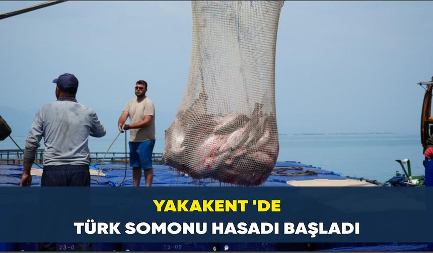 Yakakent 'de Türk somonu hasadı başladı
