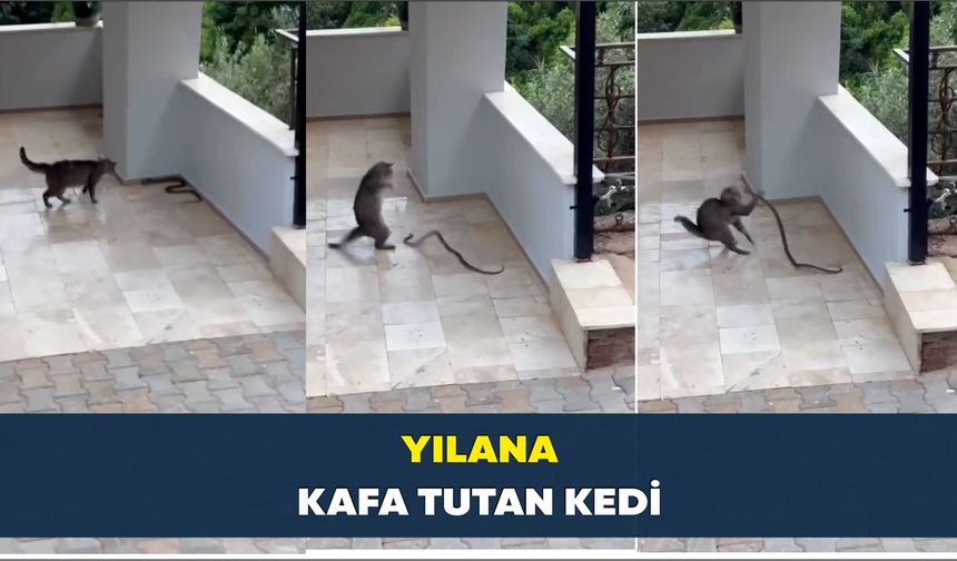 Yılana kafa tutan kedi