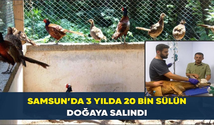 Samsun’da 3 yılda 20 bin sülün doğaya salındı