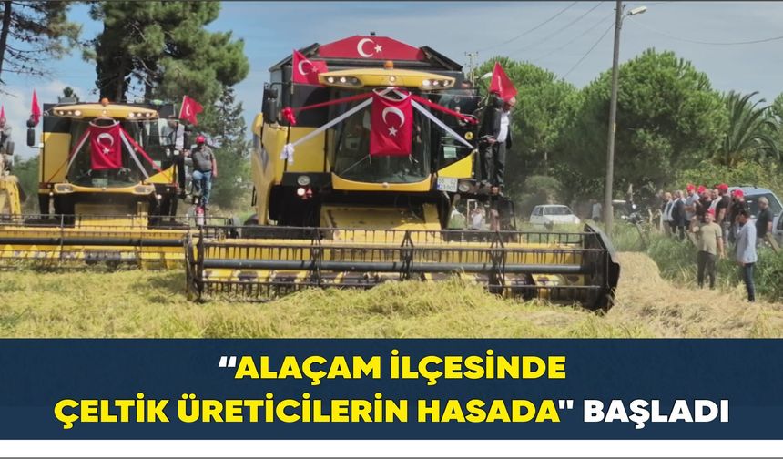 Alaçam'da Çeltik Hasadı Günü Etkinliği