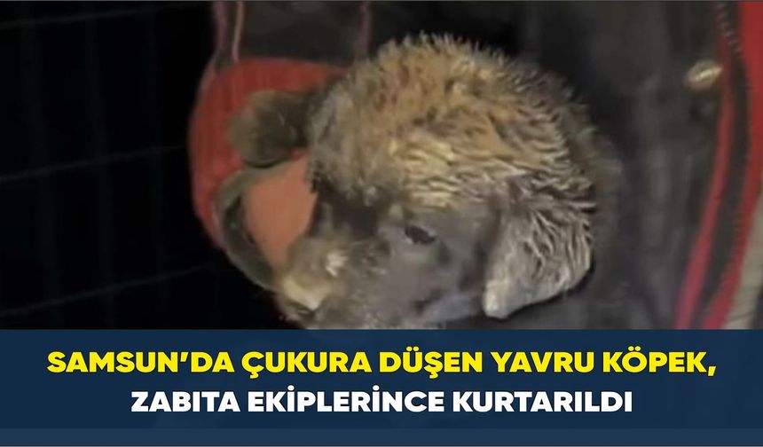 Samsun'da çukura düşen yavru köpek, zabıta ekiplerince kurtarıldı
