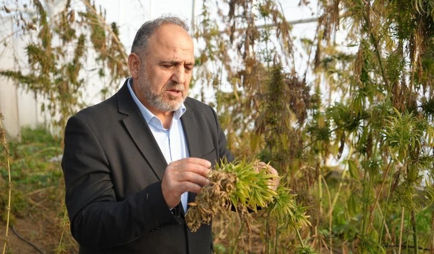 Kenevirden kauçuk, krem ve biyomalzeme: OMÜ'den çok yönlü kenevir çalışmaları - kizilirmakgazetesi.com