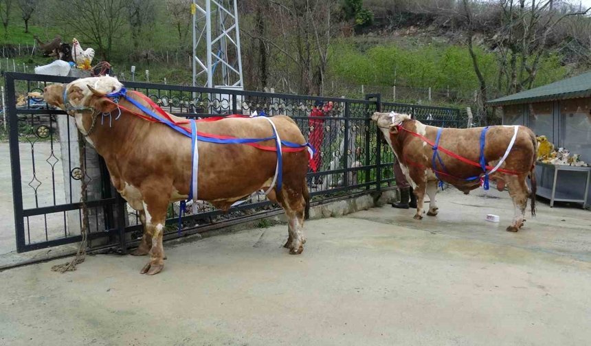 Kurban Bayramı yaklaşırken tonluk kurbanlıklar satışta - kizilirmakgazetesi.com