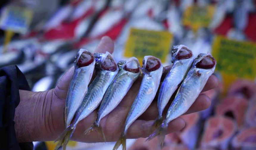 Samsun'da İstavritin kilosu 70 TL'ye düştü