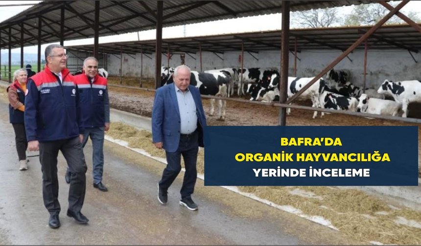 Bafra'da organik hayvancılığa yerinde inceleme - kizilirmakgazetesi.com