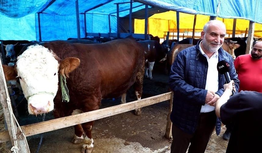 Canik'te Kurban pazarının 'Paşa'sı 1,3 tonluk boğa
