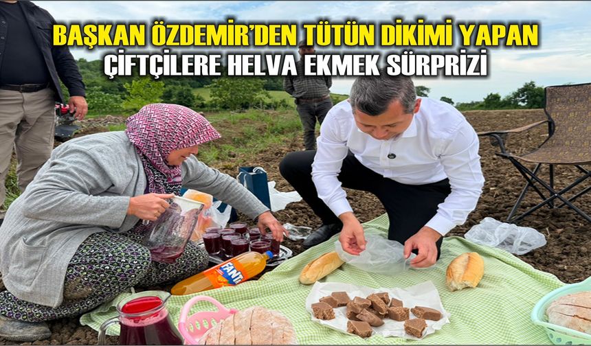 Alaçam’da Tütün Tarlalarında Helva Ekmek Geleneği