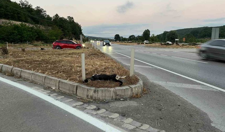 Kavak'da köpeğe çarpan motosikletteki sürücü ve yolcu yaralandı