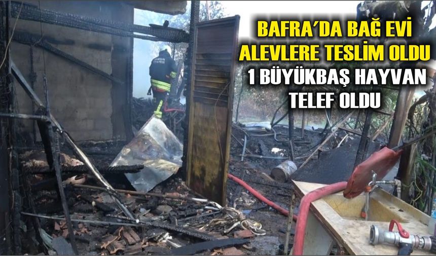 Bafra'da bağ evi alevlere teslim oldu: 1 büyükbaş hayvan telef oldu