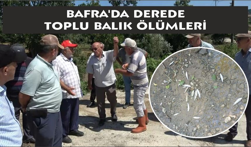 Bafra'da derede toplu balık ölümleri: Mahalleli kalıcı çözüm istiyor
