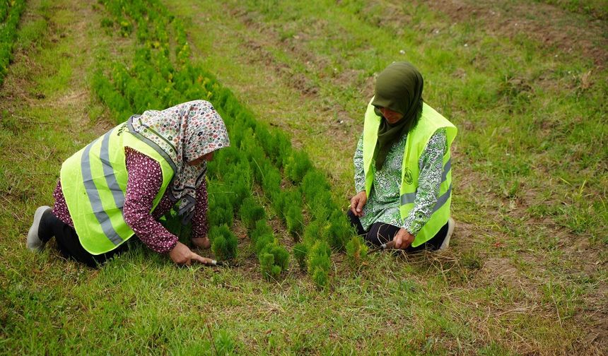 Samsun'dan 'Yeşil Vatan'a yılda 3 milyon fidan