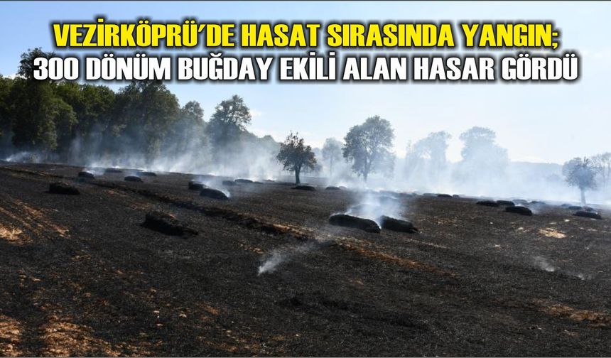 Vezirköprü'de hasat sırasında yangın; 300 dönüm buğday ekili alan hasar gördü