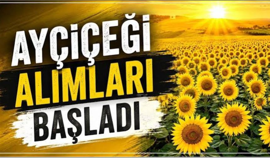 Ayçiçeği alımları başladı