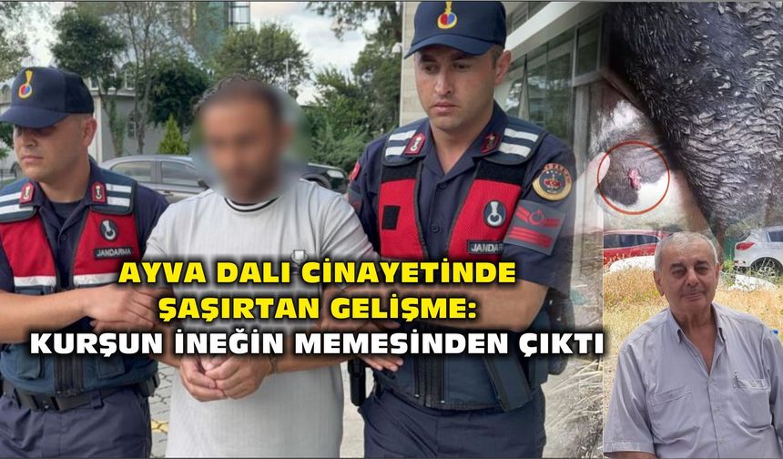 Ayva dalı olayında şaşırtan gelişme: Kurşun ineğin memesinde çıktı - kizilirmakgazetesi.com