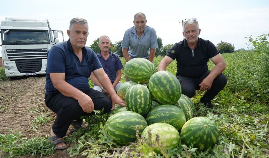 Bafra Ovası'nda baldan tatlı hasat: Kavun-karpuz bereketi