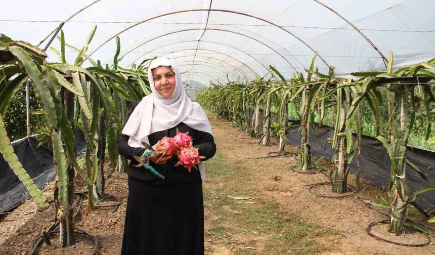 Çarşamba'da ejder meyvesi hasadı başladı