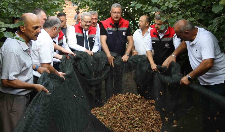 Fındıkta fileli hasat dönemi: Maliyeti yüzde 70 düşürüyor ve kaliteyi artırıyor