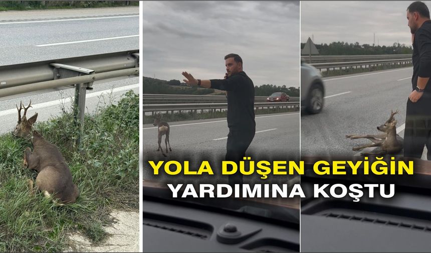 Yola düşen geyiğin yardımına koştu