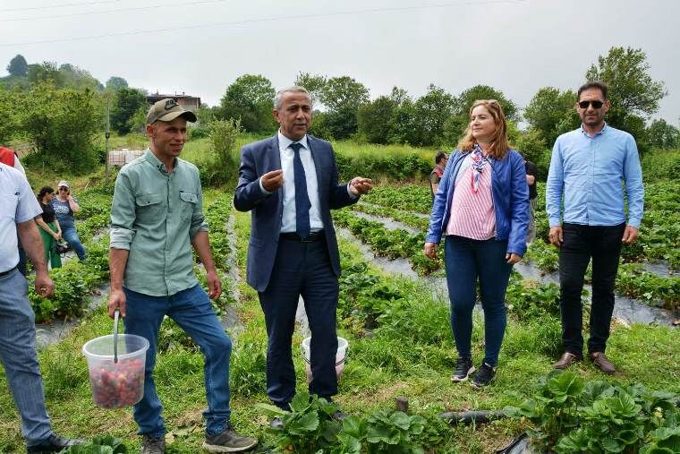  Çilek Hasat Etkinliği