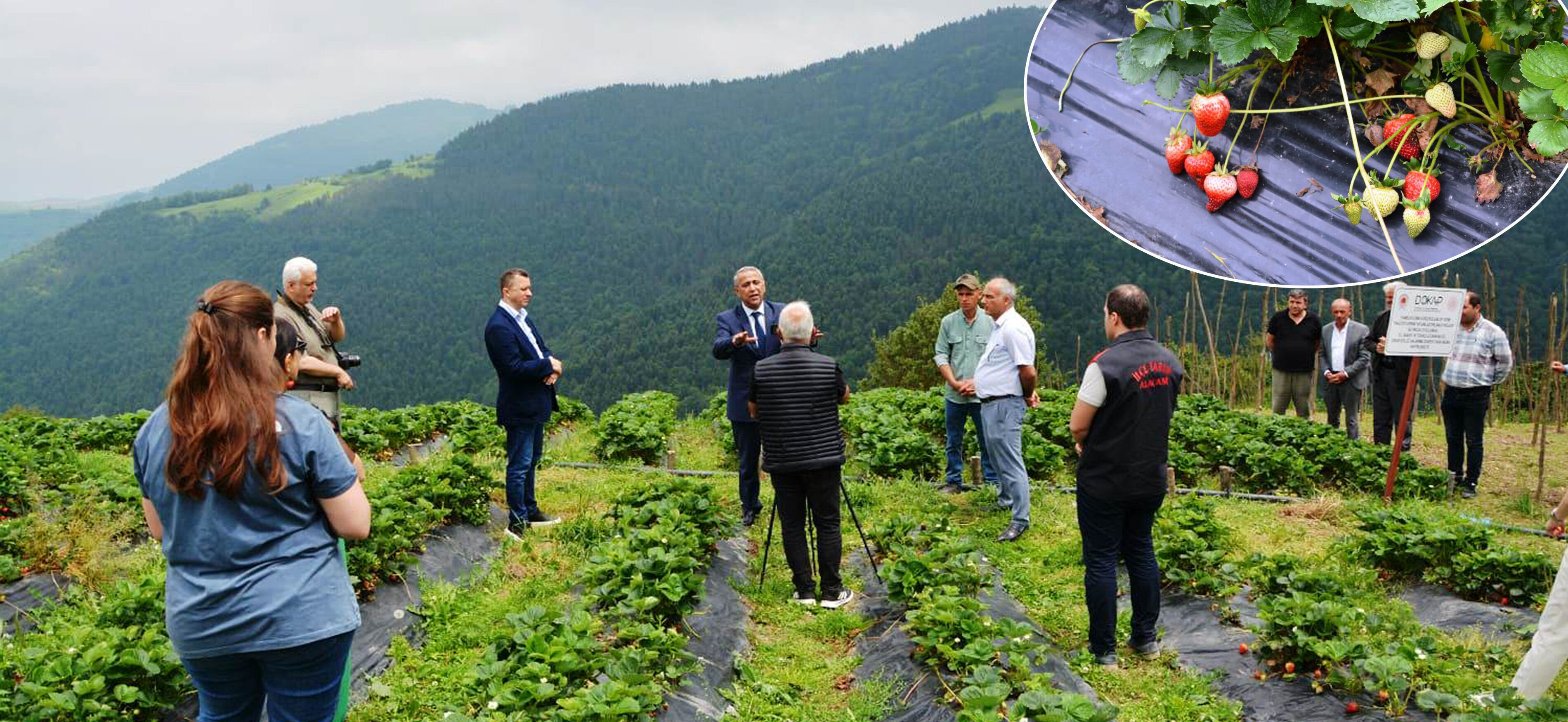  Çilek Hasat Etkinliği