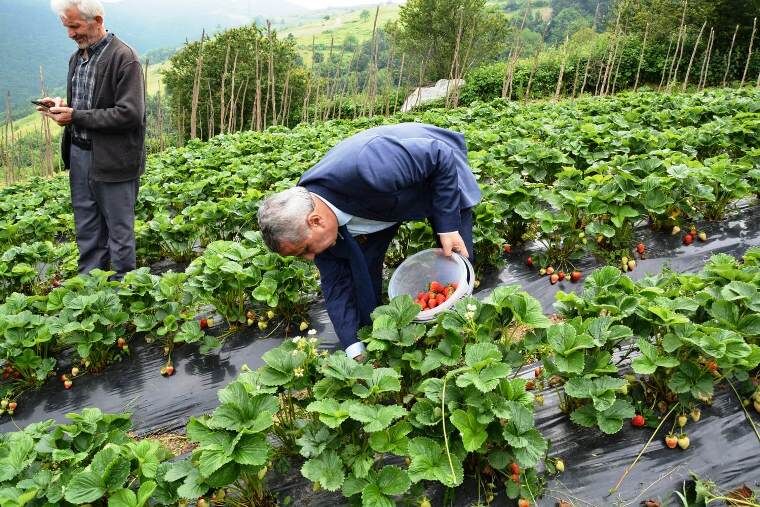  Çilek Hasat Etkinliği