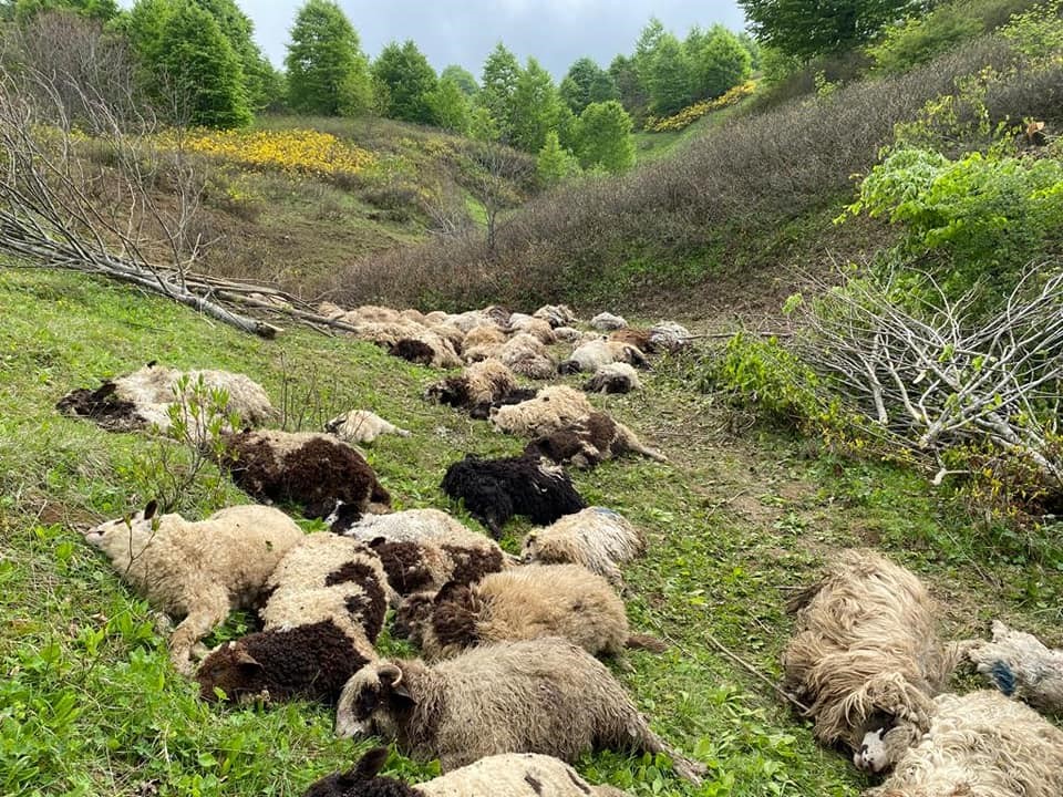 Ordu’da koyun sürülerine ayı saldırdı